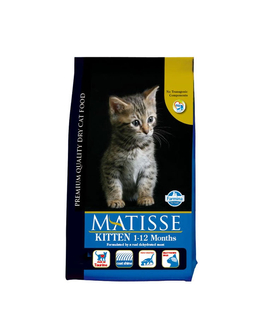 Matisse Kitten